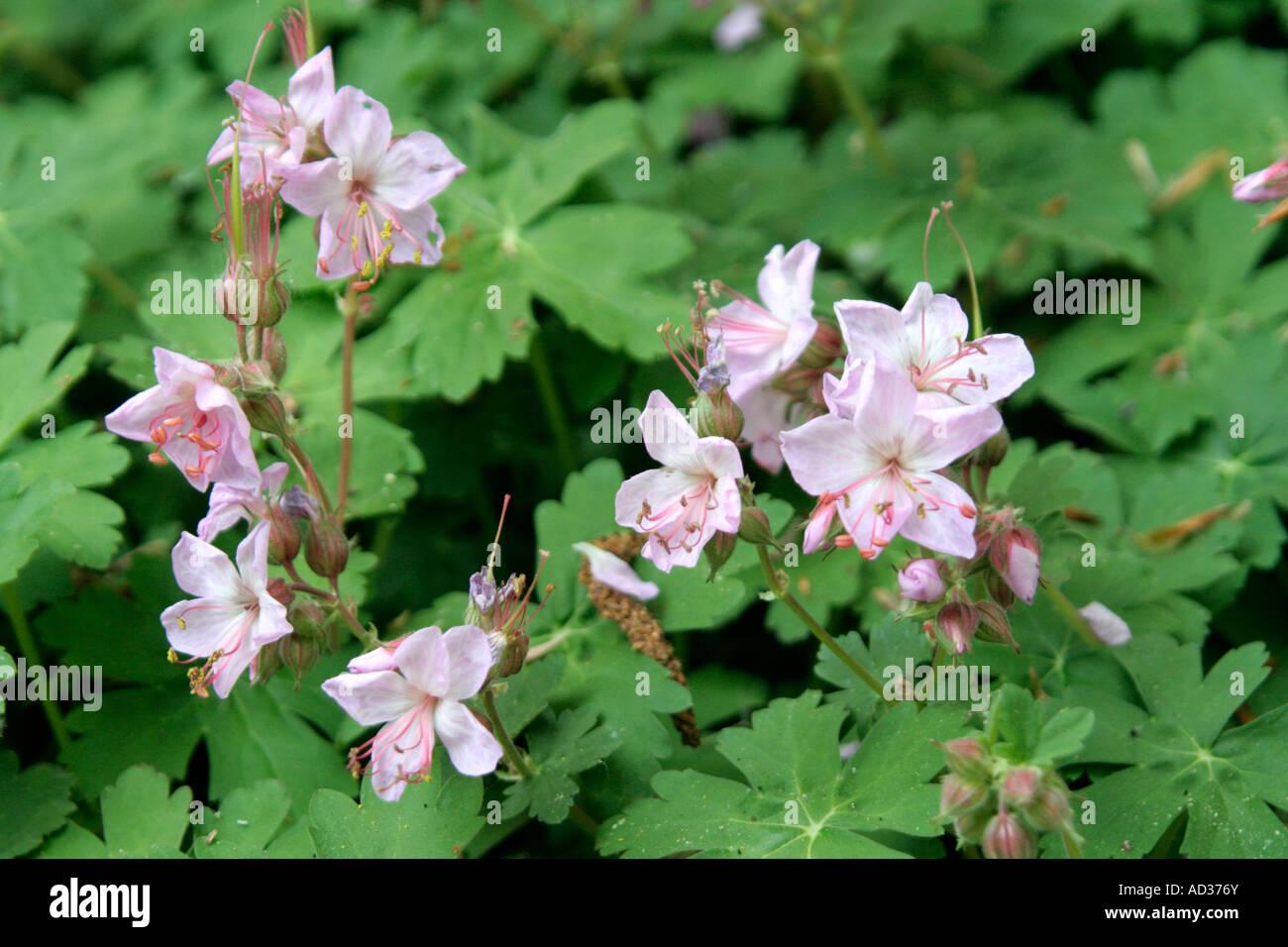 Geranium Macrorrhizum Ingwersen S Variety - View 17 from www redcrocus com