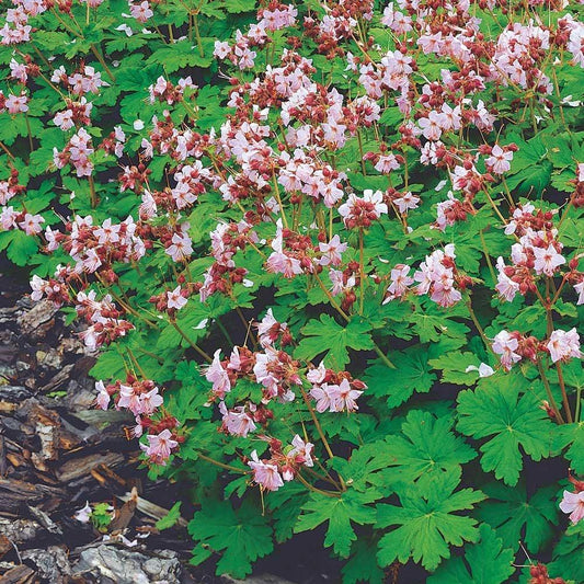 Geranium Macrorrhizum Ingwersen S Variety - View 1 from www redcrocus com