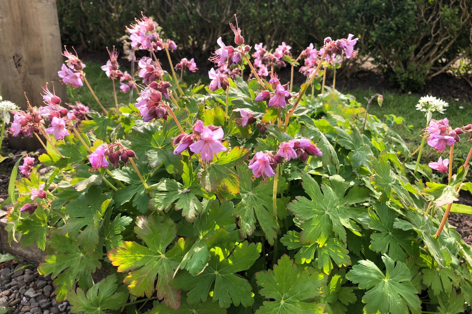 Geranium Macrorrhizum Ingwersen S Variety - View 2 from www redcrocus com