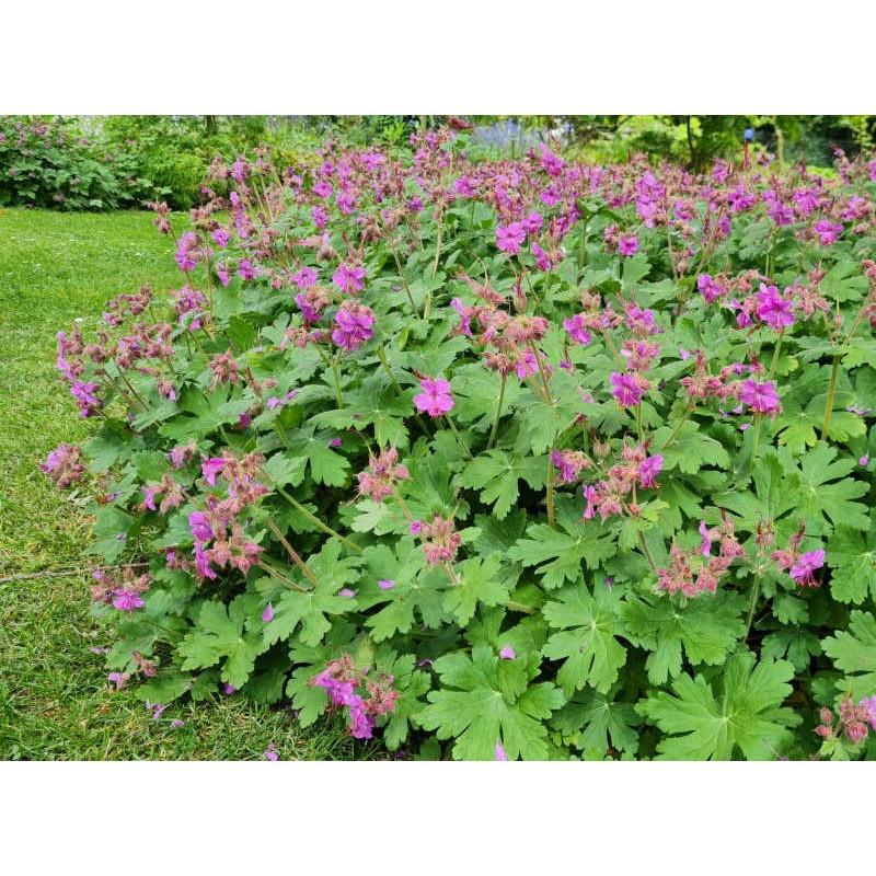 Geranium Macrorrhizum Ingwersen S Variety - View 3 from www redcrocus com