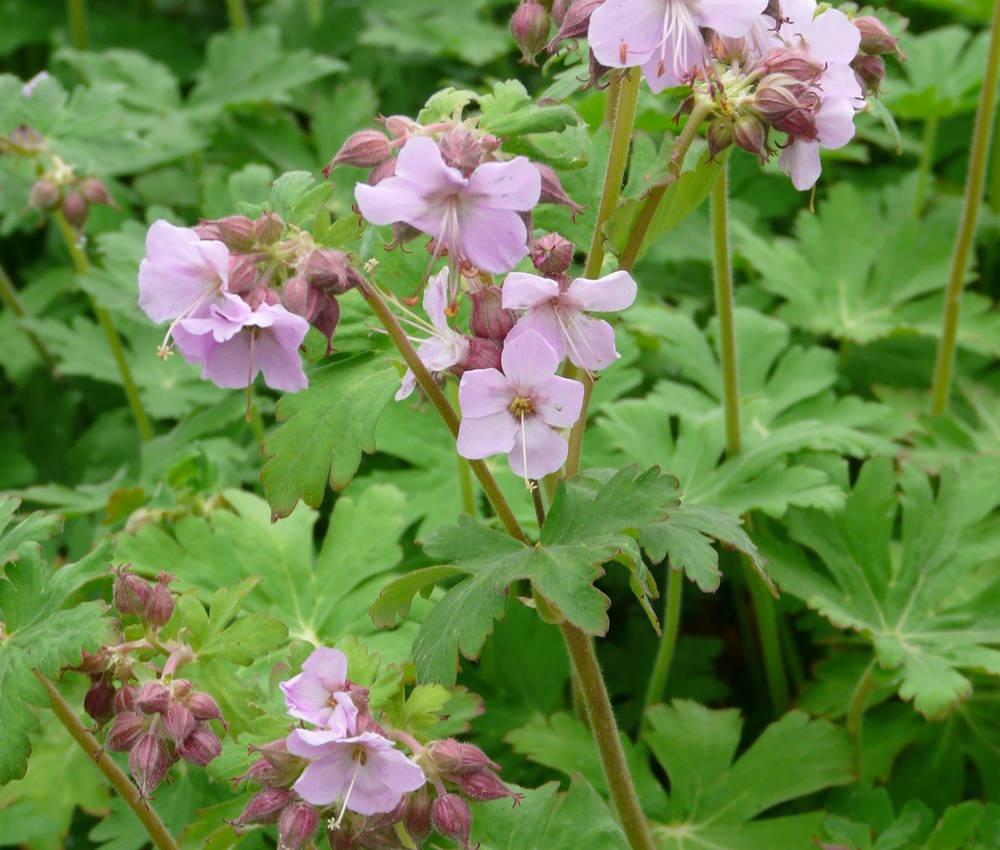 Geranium Macrorrhizum Ingwersen S Variety - View 4 from www redcrocus com