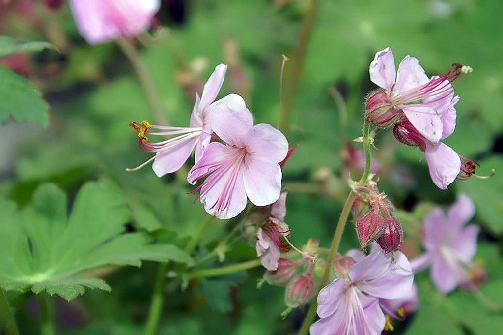 Geranium Macrorrhizum Ingwersen S Variety - View 5 from www redcrocus com