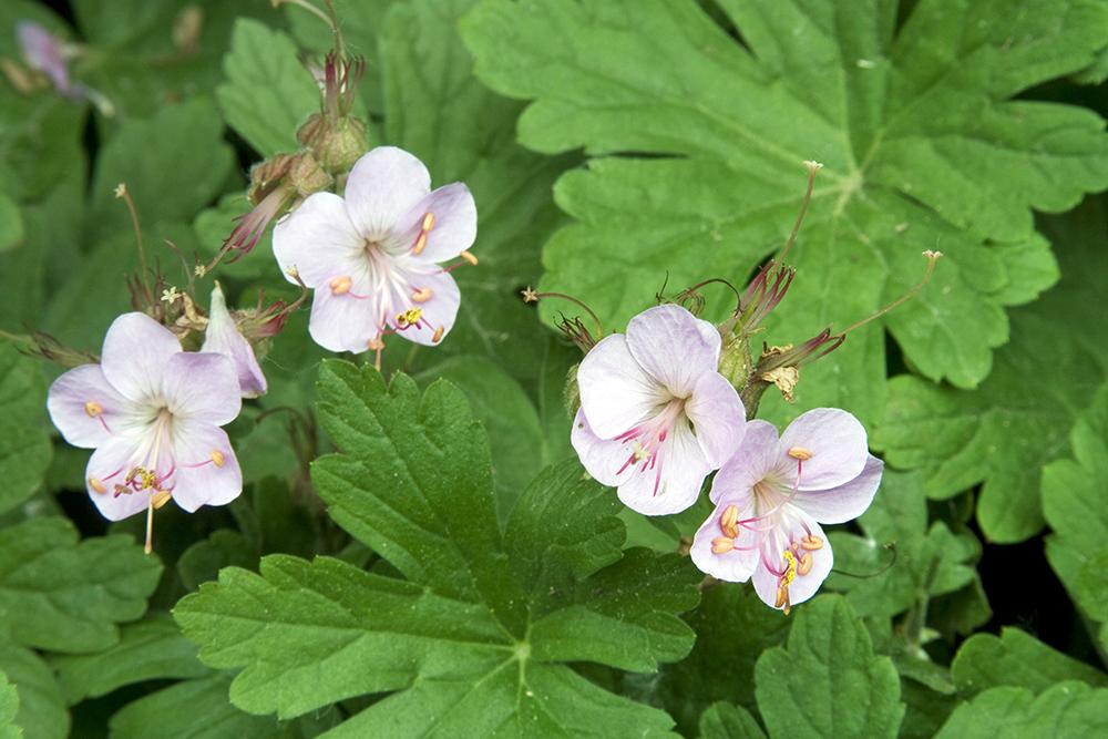Geranium Macrorrhizum Ingwersen S Variety - View 6 from www redcrocus com