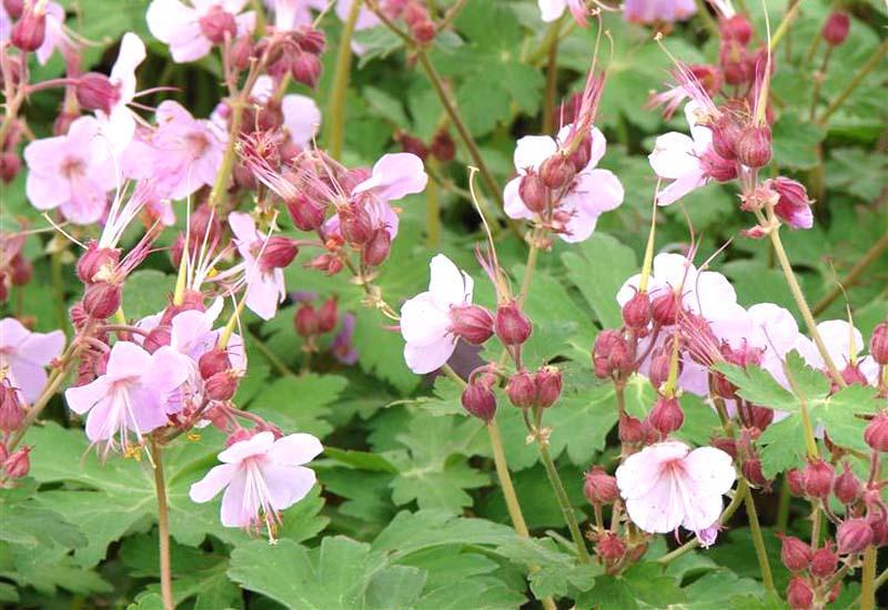 Geranium Macrorrhizum Ingwersen S Variety - View 7 from www redcrocus com