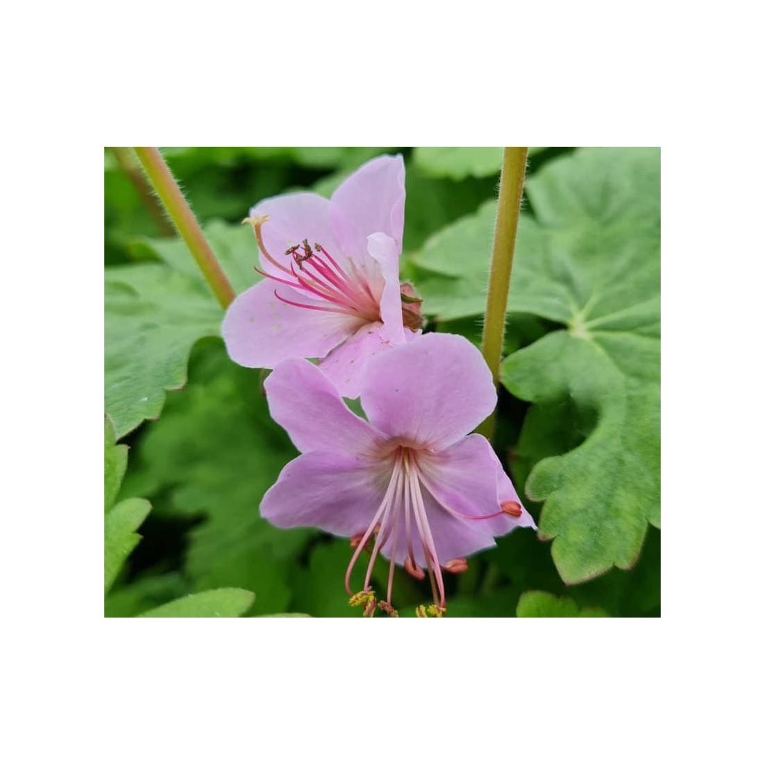 Geranium Macrorrhizum Ingwersen S Variety - View 8 from www redcrocus com