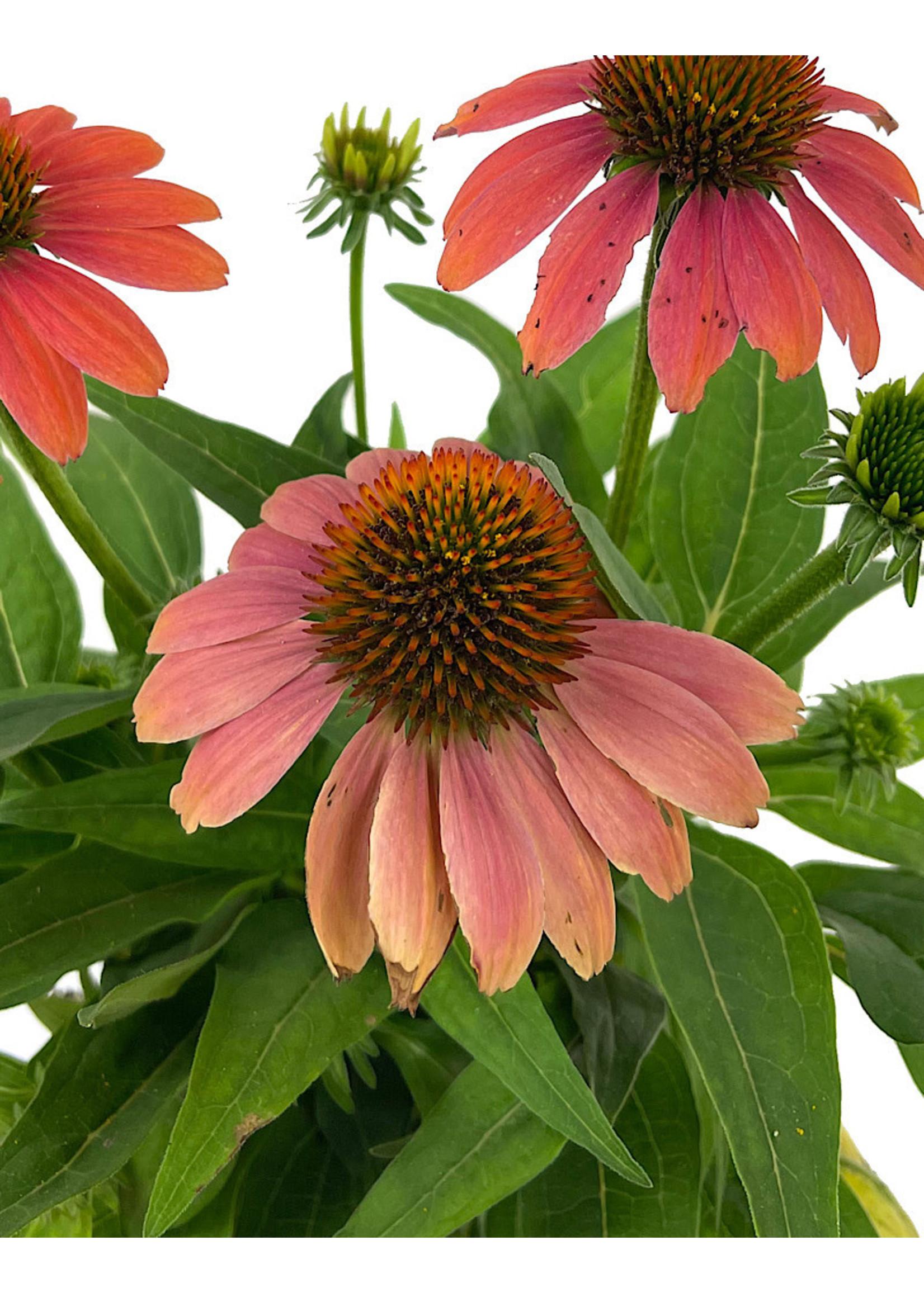 Echinacea X Purpurea Sombrero Poco Hot Coral - View 13 from www redcrocus com