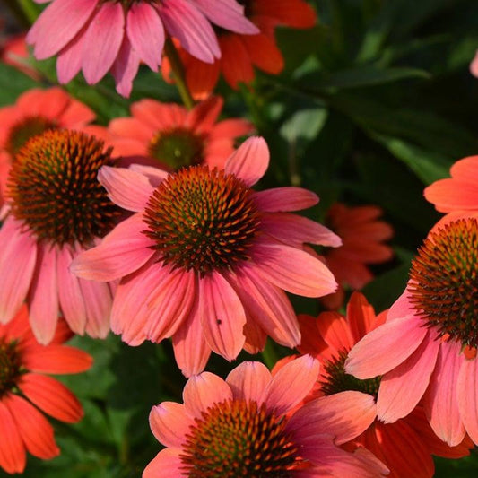 Echinacea X Purpurea Sombrero Poco Hot Coral - View 1 from www redcrocus com