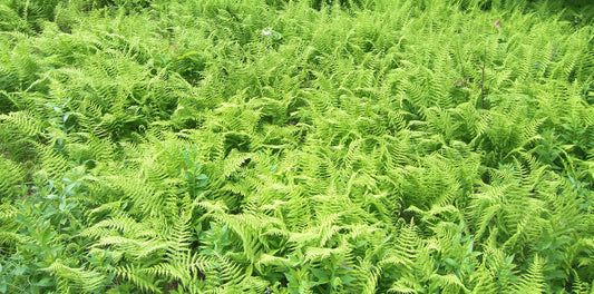 Fern, Dennstaedtia Punctilobula (hayscented) - View 1 from www redcrocus com
