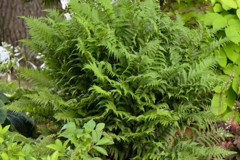 Fern, Athyrium Filix Femina Var  Angustum 'lady In Red' - View 11 from www redcrocus com