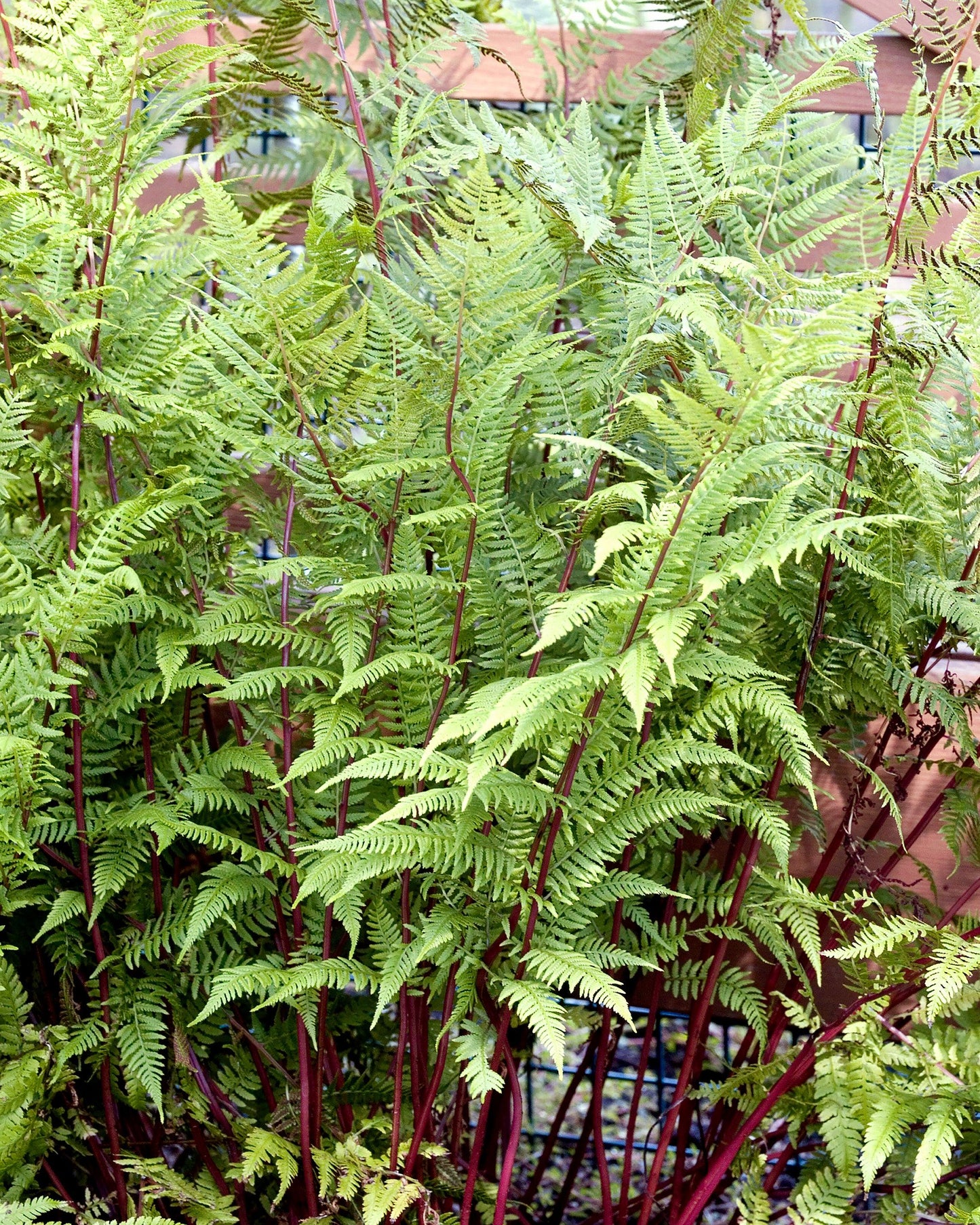 Fern, Athyrium Filix Femina Var  Angustum 'lady In Red' - View 12 from www redcrocus com
