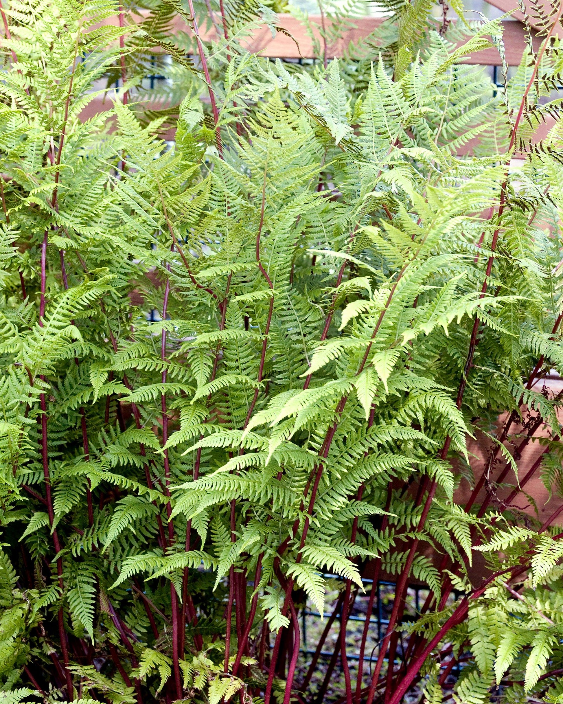Fern, Athyrium Filix Femina Var  Angustum 'lady In Red' - View 12 from www redcrocus com