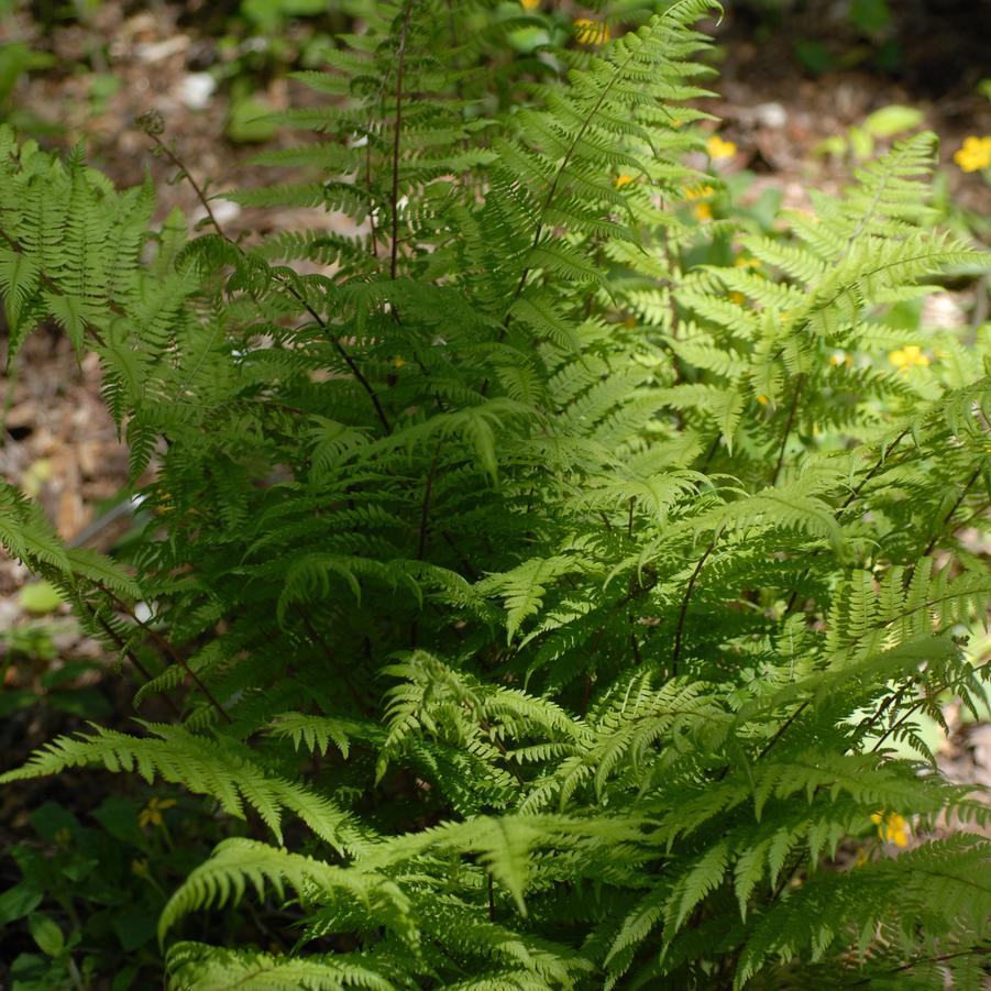 Fern, Athyrium Filix Femina Var  Angustum 'lady In Red' - View 13 from www redcrocus com