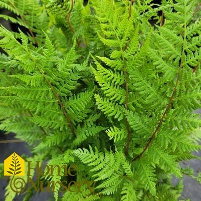 Fern, Athyrium Filix Femina Var  Angustum 'lady In Red' - View 15 from www redcrocus com