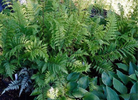Fern, Athyrium Filix Femina Var  Angustum 'lady In Red' - View 16 from www redcrocus com