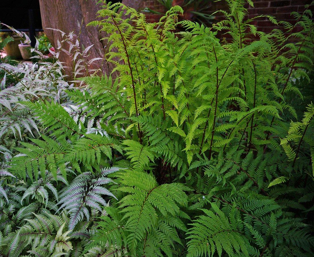 Fern, Athyrium Filix Femina Var  Angustum 'lady In Red' - View 18 from www redcrocus com