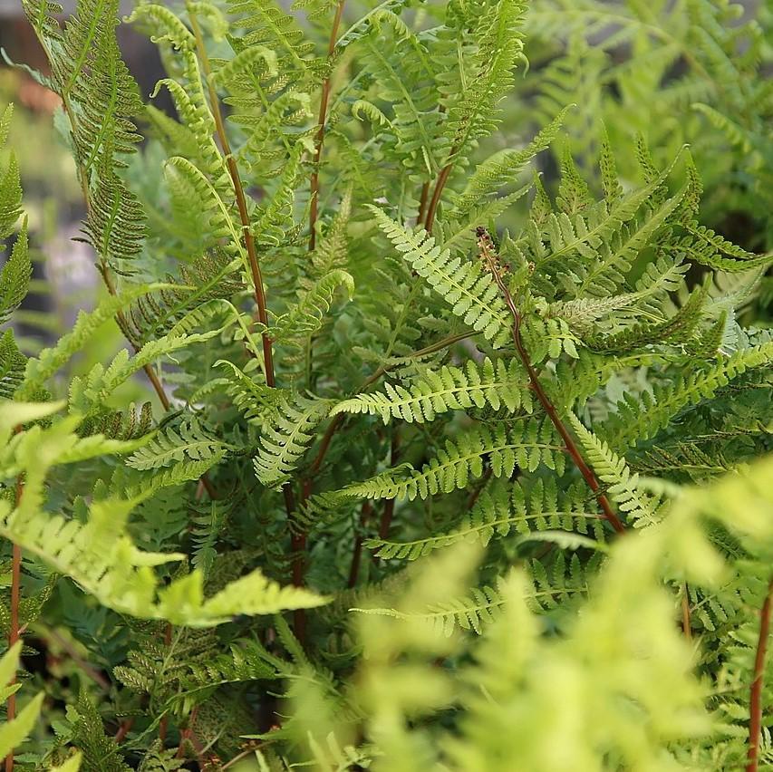 Fern, Athyrium Filix Femina Var  Angustum 'lady In Red' - View 19 from www redcrocus com