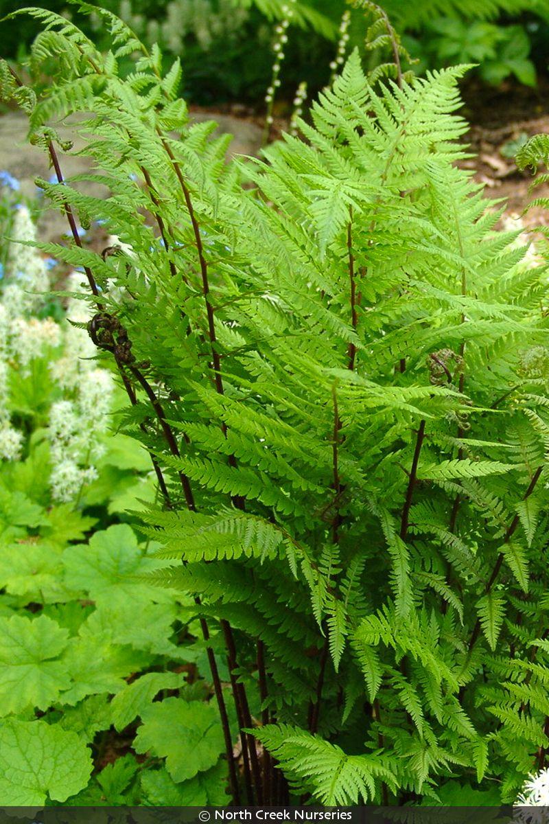 Fern, Athyrium Filix Femina Var  Angustum 'lady In Red' - View 20 from www redcrocus com