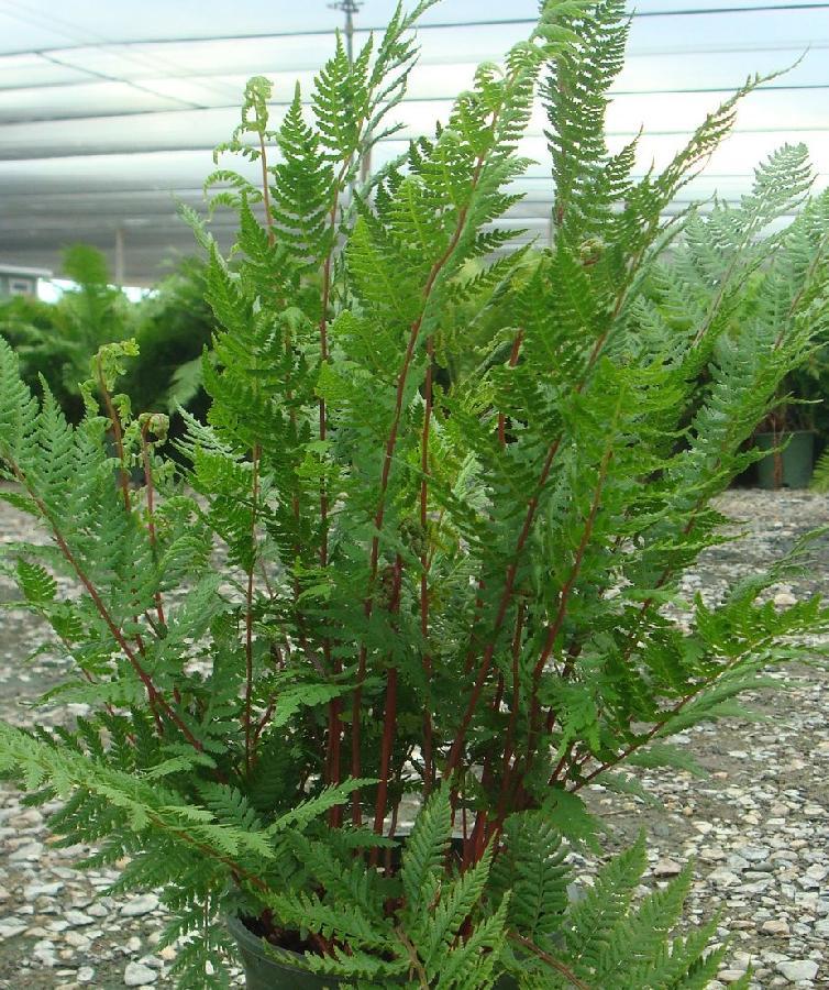 Fern, Athyrium Filix Femina Var  Angustum 'lady In Red' - View 22 from www redcrocus com