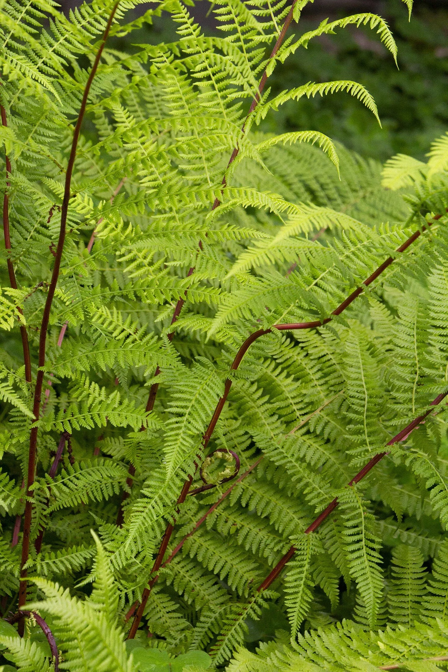 Fern, Athyrium Filix Femina Var  Angustum 'lady In Red' - View 23 from www redcrocus com