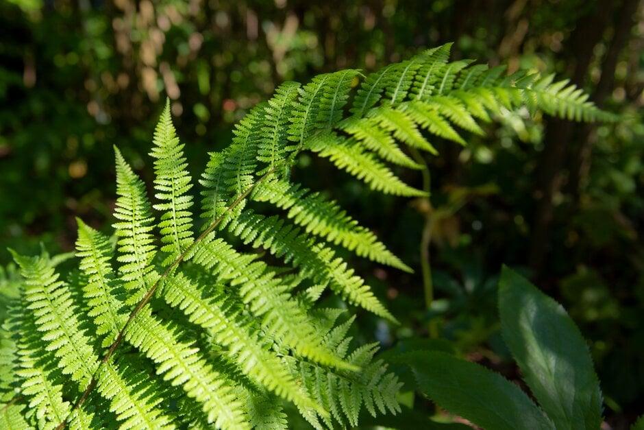 Fern, Athyrium Filix Femina Var  Angustum 'lady In Red' - View 24 from www redcrocus com