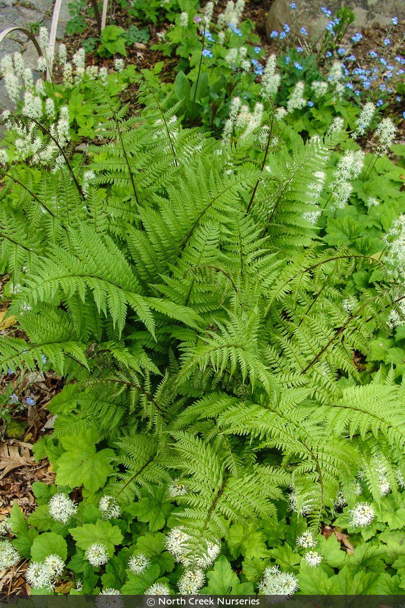 Fern, Athyrium Filix Femina Var  Angustum 'lady In Red' - View 25 from www redcrocus com