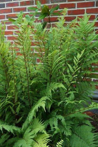 Fern, Athyrium Filix Femina Var  Angustum 'lady In Red' - View 26 from www redcrocus com