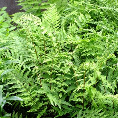 Fern, Athyrium Filix Femina Var  Angustum 'lady In Red' - View 27 from www redcrocus com