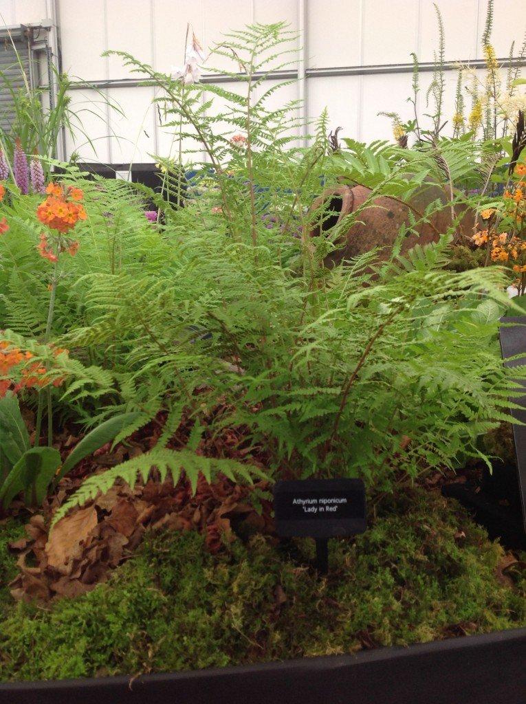 Fern, Athyrium Filix Femina Var  Angustum 'lady In Red' - View 28 from www redcrocus com