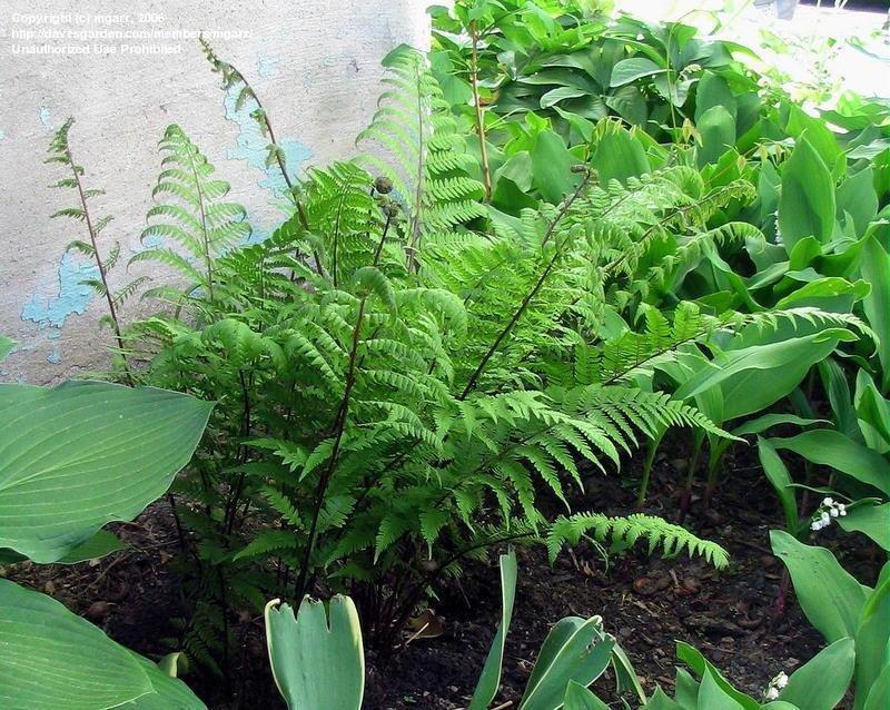 Fern, Athyrium Filix Femina Var  Angustum 'lady In Red' - View 29 from www redcrocus com