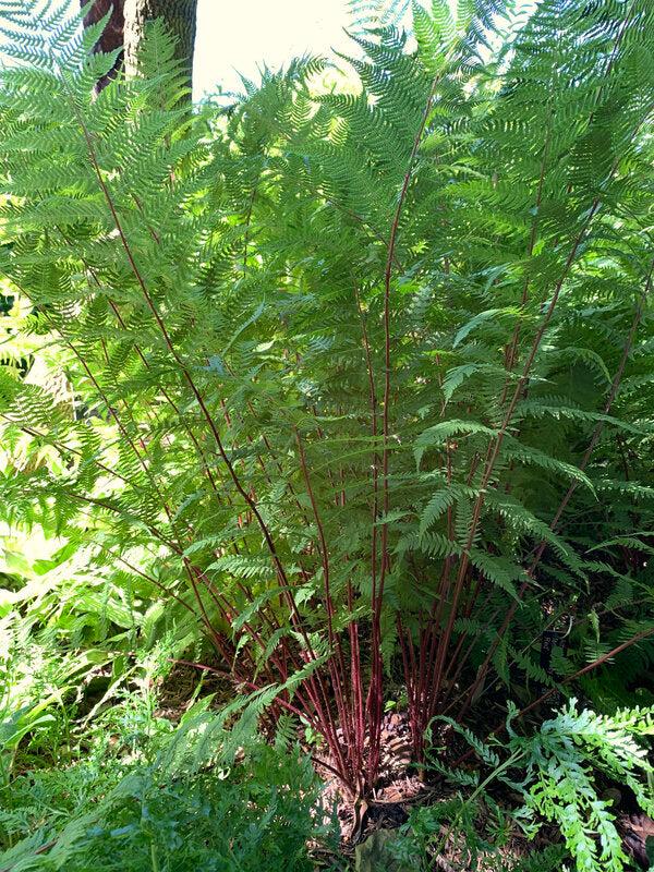 Fern, Athyrium Filix Femina Var  Angustum 'lady In Red' - View 30 from www redcrocus com