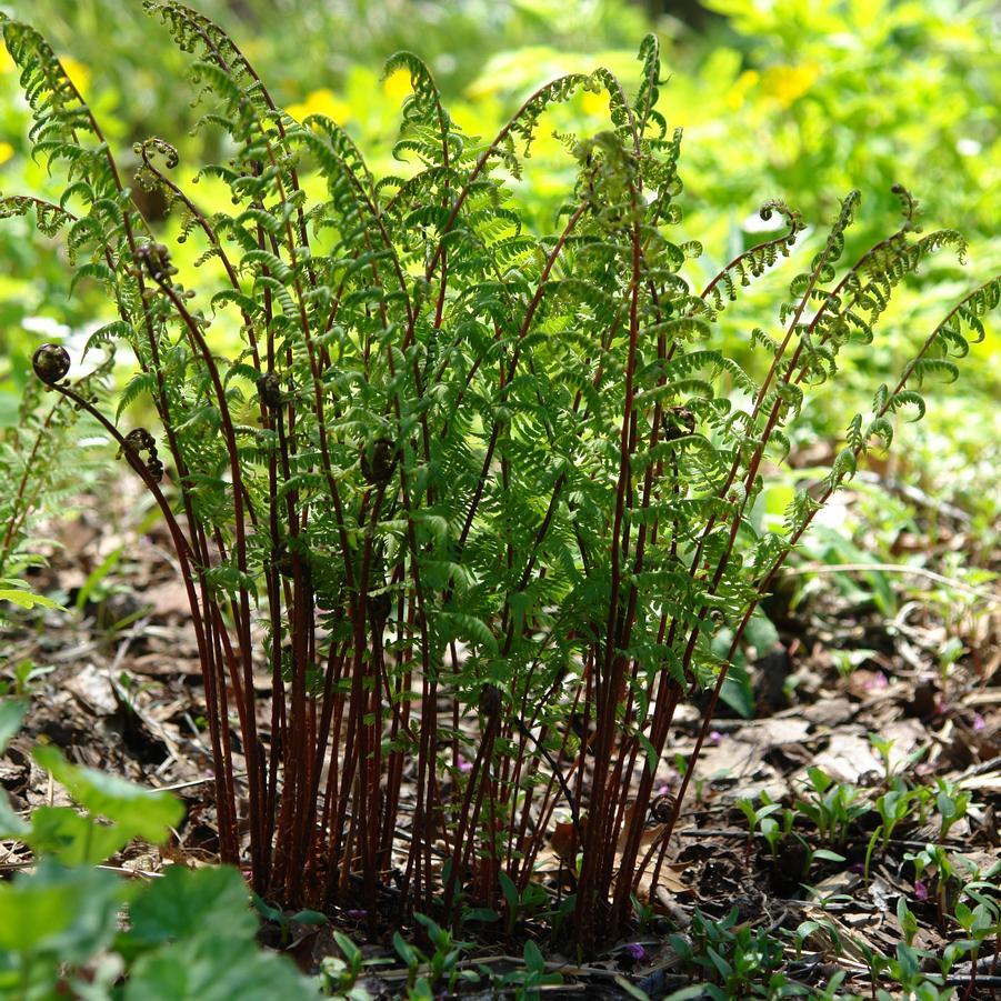Fern, Athyrium Filix Femina Var  Angustum 'lady In Red' - View 31 from www redcrocus com