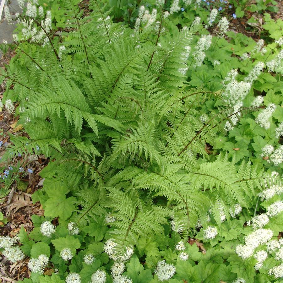 Fern, Athyrium Filix Femina Var  Angustum 'lady In Red' - View 34 from www redcrocus com