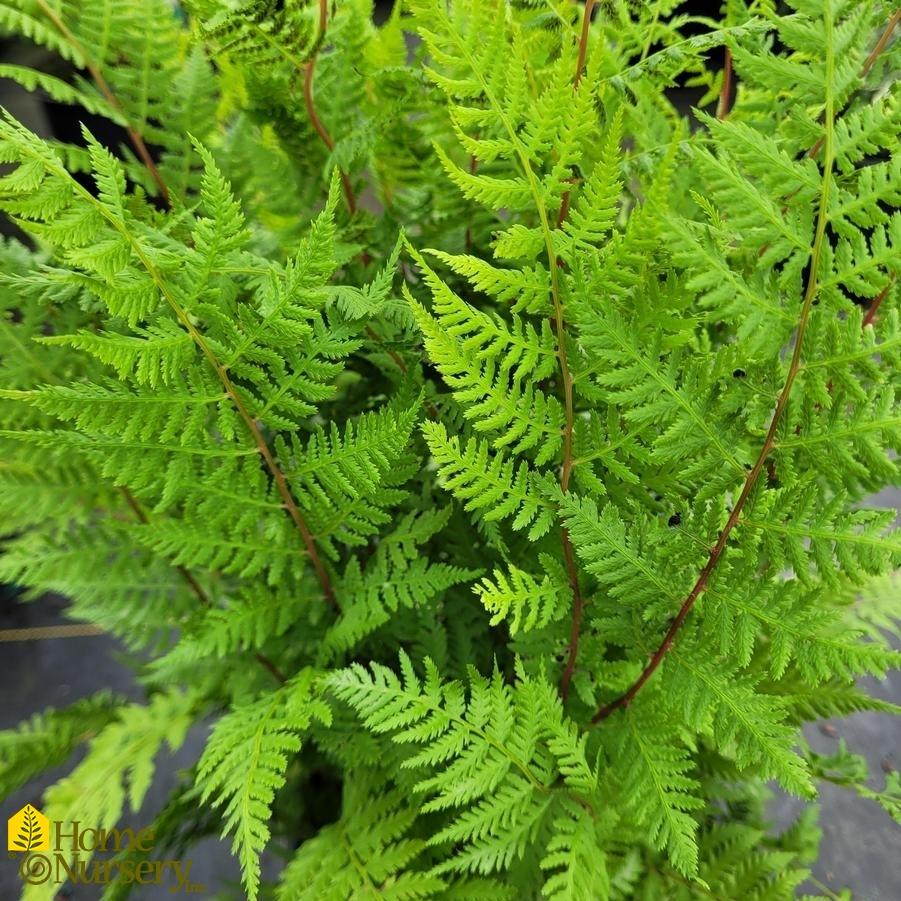 Fern, Athyrium Filix Femina Var  Angustum 'lady In Red' - View 35 from www redcrocus com