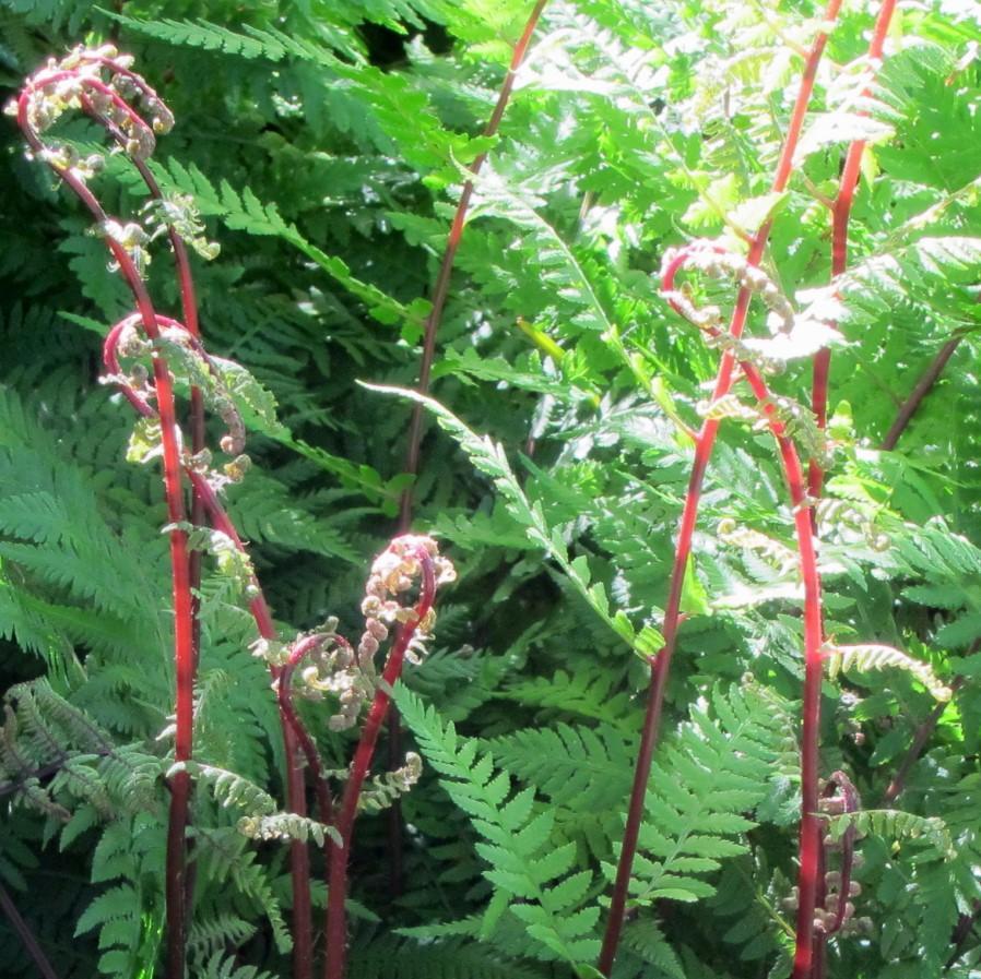 Fern, Athyrium Filix Femina Var  Angustum 'lady In Red' - View 36 from www redcrocus com