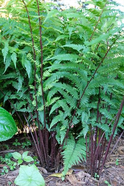 Fern, Athyrium Filix Femina Var  Angustum 'lady In Red' - View 37 from www redcrocus com