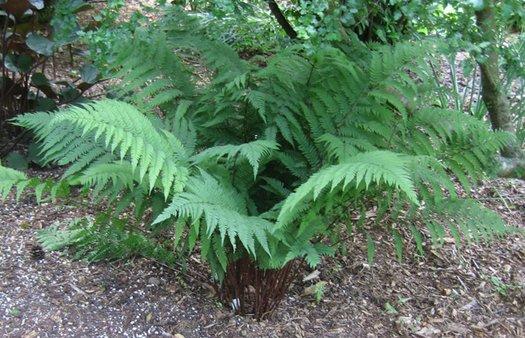 Fern, Athyrium Filix Femina Var  Angustum 'lady In Red' - View 38 from www redcrocus com