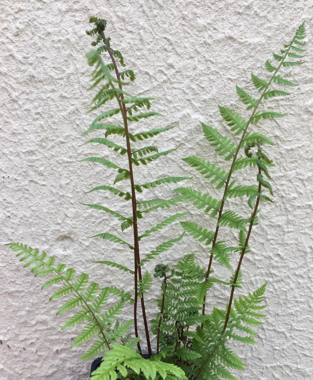 Fern, Athyrium Filix Femina Var  Angustum 'lady In Red' - View 40 from www redcrocus com
