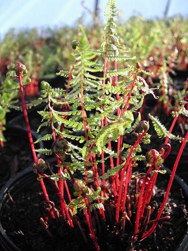 Fern, Athyrium Filix Femina Var  Angustum 'lady In Red' - View 4 from www redcrocus com