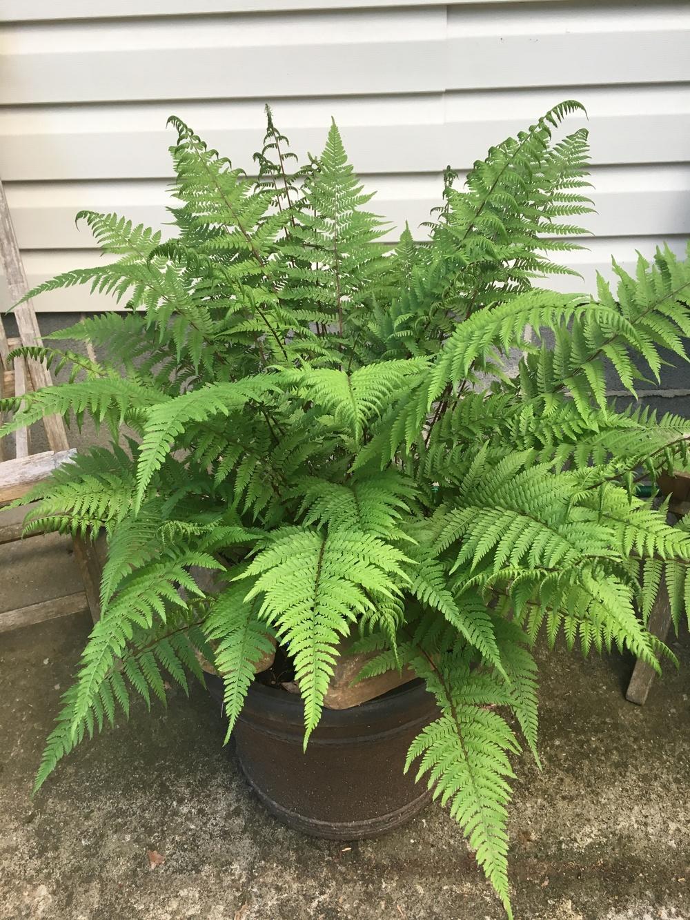 Fern, Athyrium Filix Femina Var  Angustum 'lady In Red' - View 5 from www redcrocus com