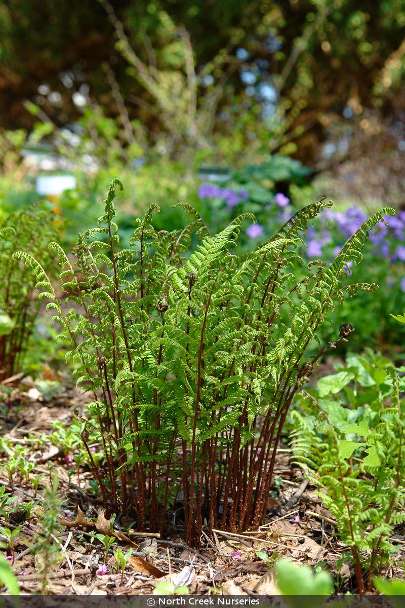 Fern, Athyrium Filix Femina Var  Angustum 'lady In Red' - View 9 from www redcrocus com