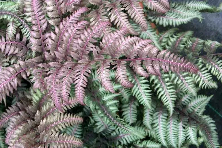 Fern 2c Athyrium Niponicum Var  Pictum 10 C9eee67c A20a 4258 A860 2a520c845b99 from www redcrocus com