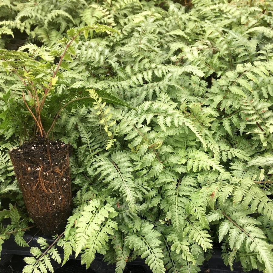 Fern 2c Athyrium Niponicum Var  Pictum 11 89b6c091 1b55 4d82 81ba 9206a3058a1e from www redcrocus com