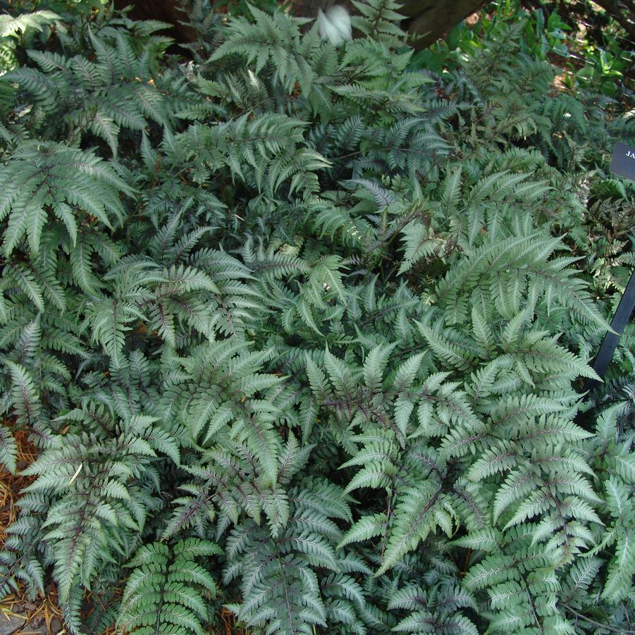Fern 2c Athyrium Niponicum Var  Pictum 12 0d2f9926 2797 4370 A858 4b761c418390 from www redcrocus com