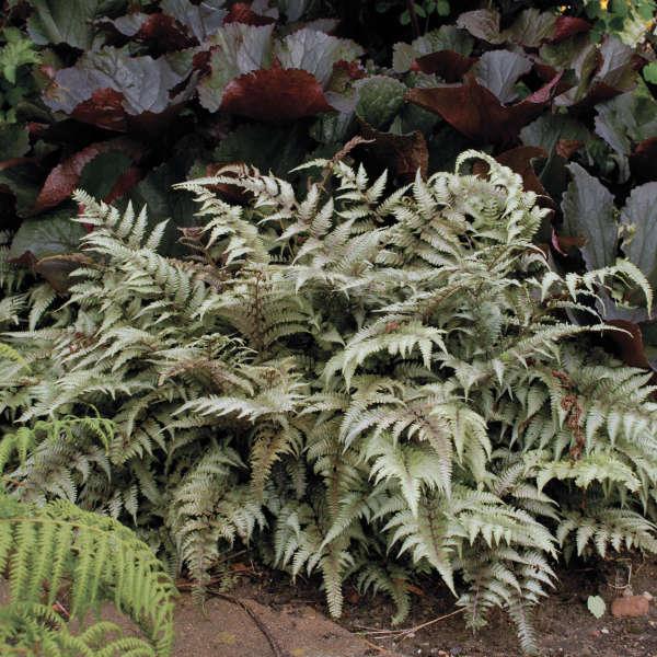 Fern 2c Athyrium Niponicum Var  Pictum 13 8fe84b30 19d6 45b2 Ac9e 613baac5807c from www redcrocus com