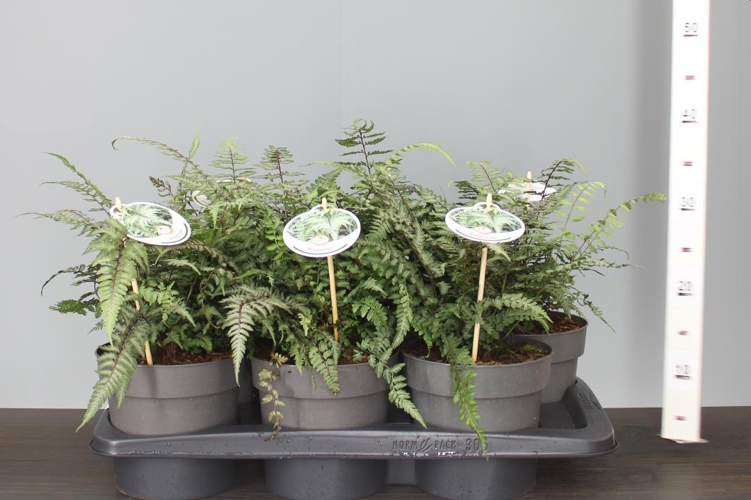 Fern 2c Athyrium Niponicum Var  Pictum 14 074f15ec 0524 4191 Bf14 9334215b1c15 from www redcrocus com