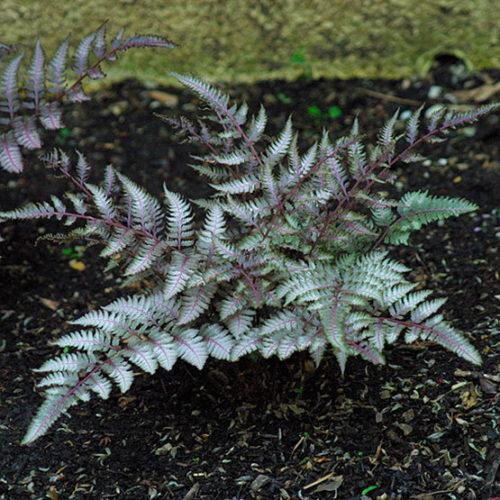 Fern 2c Athyrium Niponicum Var  Pictum 15 D0fe611d Ab15 4ef9 8187 7dc8e4c3a744 from www redcrocus com