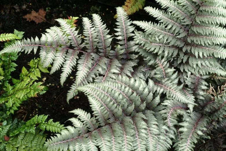 Fern 2c Athyrium Niponicum Var  Pictum 16 A6e90f02 A150 4737 Ba4a E57362a85ea2 from www redcrocus com