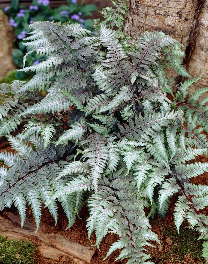 Fern 2c Athyrium Niponicum Var  Pictum 17 D55a4cbb 65ad 4e57 B12e 840fa9b919b9 from www redcrocus com