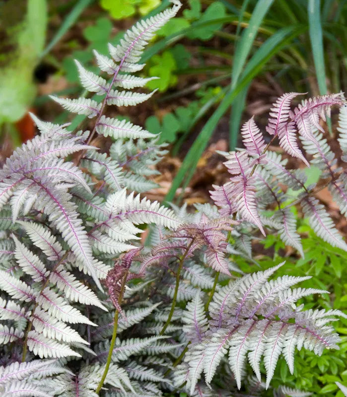 Fern 2c Athyrium Niponicum Var  Pictum 18 Efd8cf6d Eec2 4fe8 9f07 915c8dda87d0 from www redcrocus com