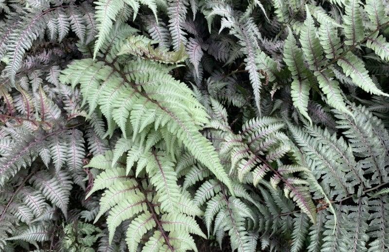 Fern 2c Athyrium Niponicum Var  Pictum 19 7cbefeb4 D6d8 4d99 952c 81f9fc52f9b4 from www redcrocus com